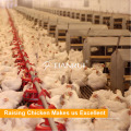 Tianrui equipo de crianza de la tierra para pollos de engorde